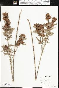 Lespedeza capitata image