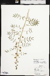 Mimosa nuttallii image