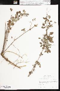 Lespedeza frutescens image