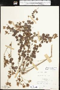 Lespedeza hirta image