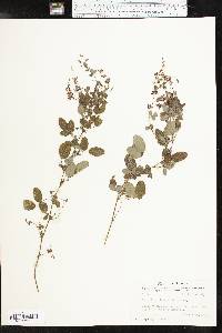 Lespedeza frutescens image