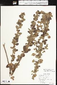 Lespedeza hirta subsp. hirta image