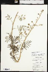 Mimosa nuttallii image