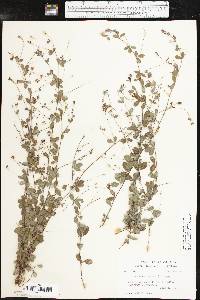 Lespedeza repens image