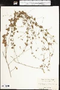 Lespedeza procumbens image