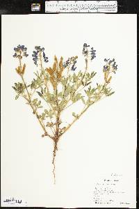 Lupinus texensis image