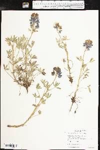 Lupinus texensis image