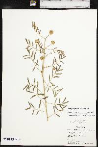 Mimosa nuttallii image