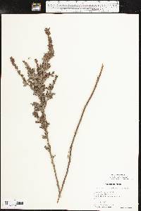 Lespedeza stuevei image