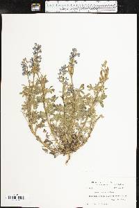 Lupinus texensis image
