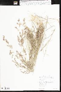 Eragrostis secundiflora subsp. oxylepis image