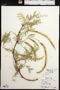 Prosopis glandulosa image