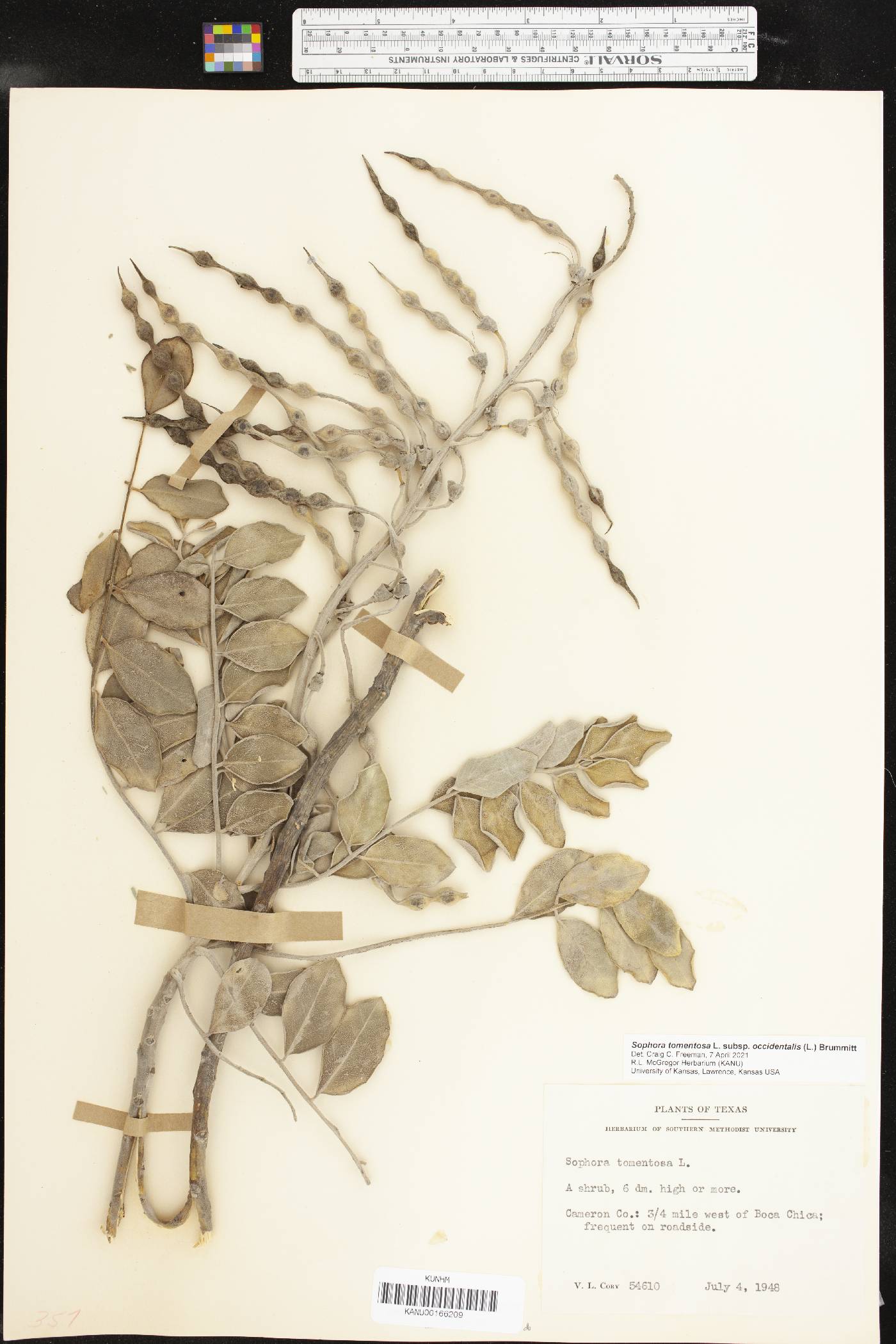 Sophora tomentosa subsp. occidentalis image