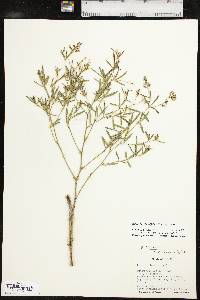 Pediomelum linearifolium image