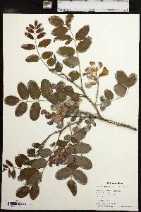 Robinia hispida image