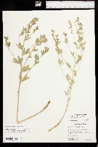 Pediomelum tenuiflorum image