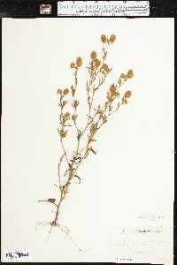 Trifolium arvense image