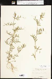 Vicia sativa subsp. nigra image