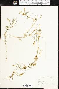 Vicia minutiflora image
