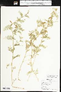 Vicia ludoviciana image