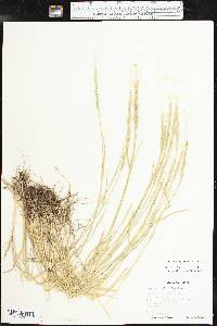 Aegilops cylindrica image