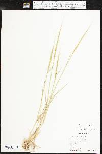 Aegilops cylindrica image