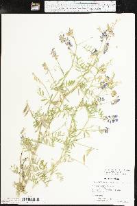 Vicia ludoviciana image