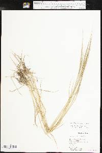 Aegilops cylindrica image