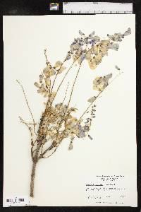 Wisteria sinensis image