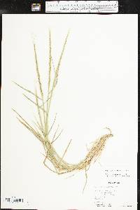 Aegilops cylindrica image