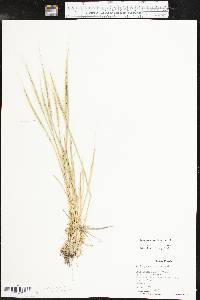 Aegilops cylindrica image