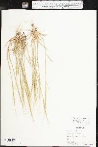 Aegilops cylindrica image