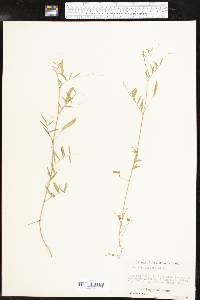 Vicia minutiflora image