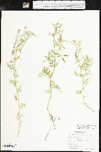 Vicia ludoviciana image