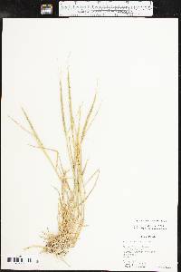 Aegilops cylindrica image