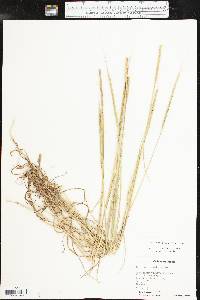 Aegilops cylindrica image