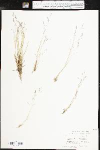 Agrostis elliottiana image