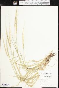 Aegilops cylindrica image