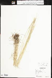 Aegilops cylindrica image