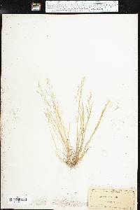 Agrostis elliottiana image