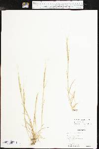 Aegilops cylindrica image