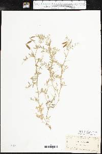 Vicia ludoviciana image