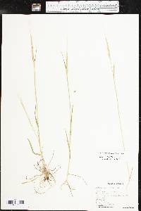 Aegilops cylindrica image