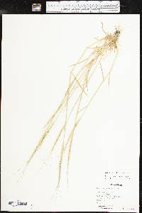 Aegilops cylindrica image