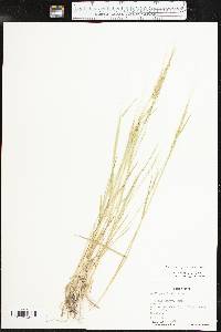 Aegilops cylindrica image