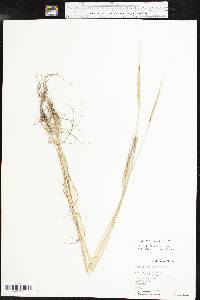 Aegilops cylindrica image