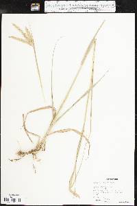 Andropogon hallii image