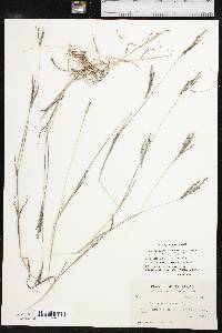 Bothriochloa ischaemum image