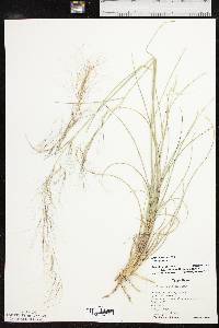 Aristida purpurea var. purpurea image