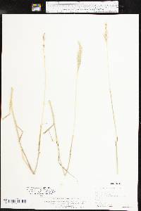 Bothriochloa laguroides subsp. torreyana image